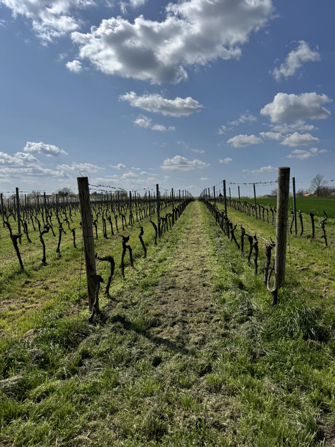 13. Brzica Vinogradi
