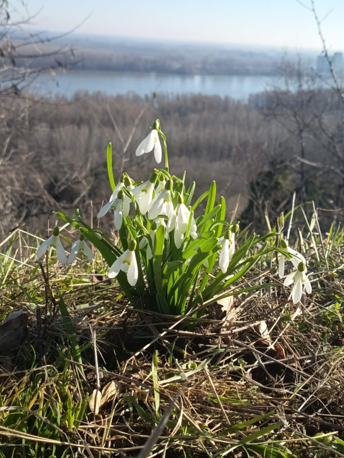 Visibabe s pogledom na Dunav