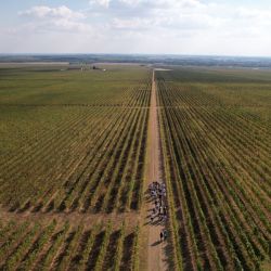 Vina Erdut Wine & Walk Autumn Edition | 26. 9. 2026.